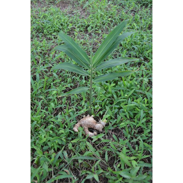 In the photo you can see a ginger plant and a ginger bulb.