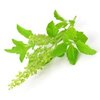 Tulsi (Indisches Basilikum) bio Tulsi (Indisches Basilikum) bio
