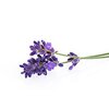 Lavendel bio Lavendel bio