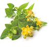 Johanniskraut bio Johanniskraut bio