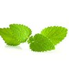 Zitronenmelisse bio Zitronenmelisse bio