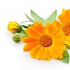 Ringelblumen bio Ringelblumen bio