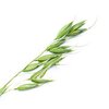 GRÜNER HAFER bio GRÜNER HAFER bio