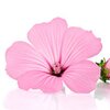 Malvenblüten bio Malvenblüten bio