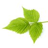 Brombeerblätter bio Brombeerblätter bio