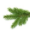 Fichtennadel bio Fichtennadel bio