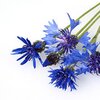 Kornblumen bio Kornblumen bio