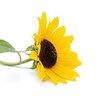 Sonnenblumenblütenblätter bio Sonnenblumenblütenblätter bio