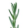 Rosmarin bio Rosmarin bio
