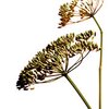 Fenchel bio Fenchel bio