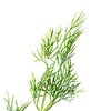 Dill bio Dill bio