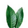Lorbeerblätter bio Lorbeerblätter bio