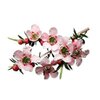 Manuka ätherisches Öl bio Manuka ätherisches Öl bio