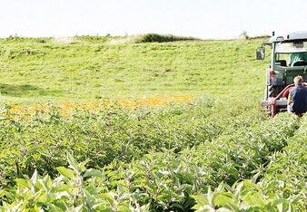 Auf dem Foto ist ein Traktor zu sehen, der über ein Feld fährt. | © SONNENTOR