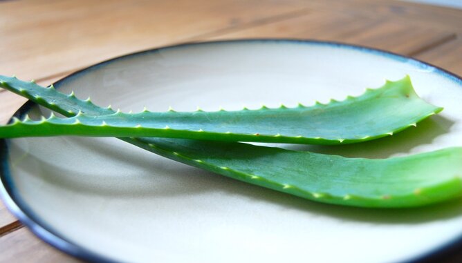 Jarolim After Sun Aloe | © SONNENTOR Auf dem Foto sieht man Aloe Vera. | © SONNENTOR