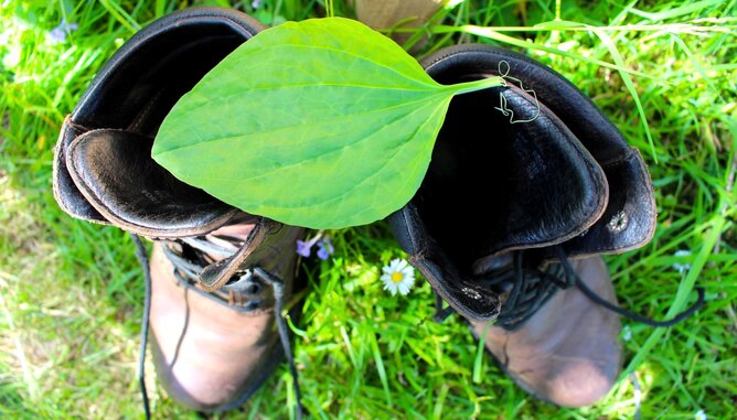 Jarolim Blasenpflaster | © SONNENTOR Auf dem Foto sind zwei Wanderschuhe mit einem großen Blatt Breitwegerich darauf zu sehen. | © SONNENTOR