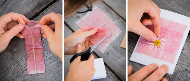 Teebeutelpapier | © SONNENTOR Auf dem Foto sieht man wie ein verwendeter Teebeutel geöffnet und zugeschnitten wird. | © SONNENTOR