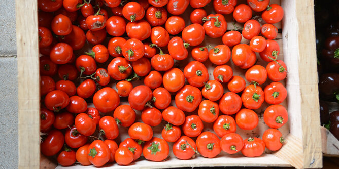 Tomaten | © SONNENTOR Auf dem Foto ist eine Kiste gefüllt mit Tomaten zu sehen. | © SONNENTOR