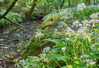 Auf dem Foto sieht man frischen Bärlauch in der Natur. | © SONNENTOR