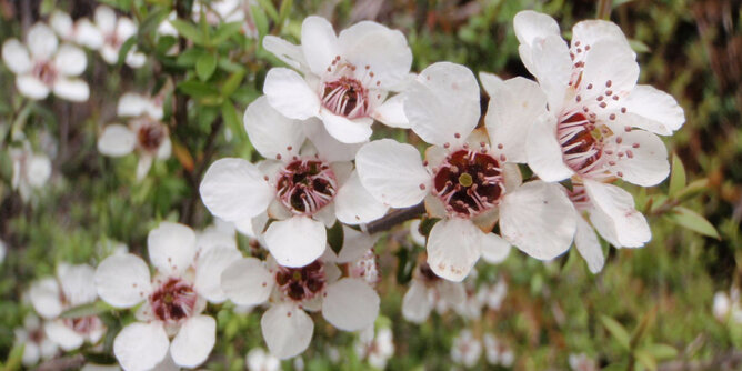 Blüten des Manuka Strauchs | © SONNENTOR Blüten des Manuka Strauchs | © SONNENTOR