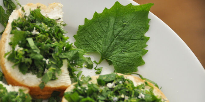 Brot mit Knoblauchrauke | © SONNENTOR Auf dem Foto sind Brote mit Butter und Knoblauchrauke zu sehen. | © SONNENTOR