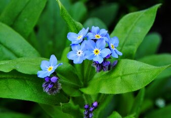 Auf dem Foto ist ein Vergissmeinnicht mit den blauen Blüten zu sehen. | © SONNENTOR