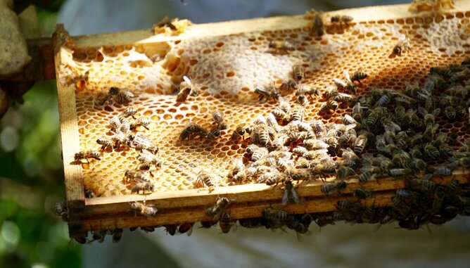 Manuka Bienen | © SONNENTOR Manuka Bienen | © SONNENTOR