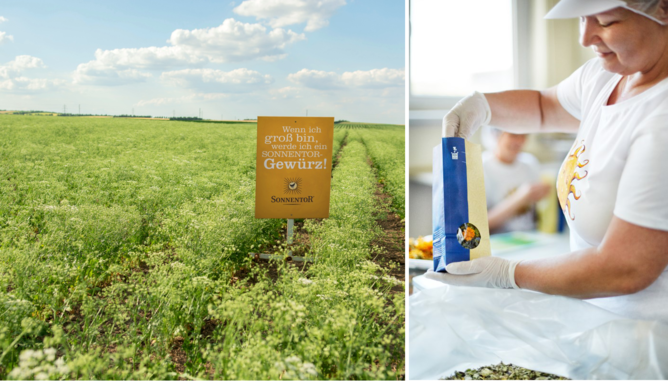 Collage Öko-Test | © SONNENTOR Auf dem Foto sieht man ein Feld und auf dem anderen Foto sieht man eine Sonnentor Mitarbeiterin beim Verpacken des Tees. | © SONNENTOR