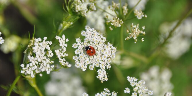 Pestizide Käfer | © SONNENTOR Auf dem Foto sieht man eine Pflanze mit einem Marienkäfer darauf. | © SONNENTOR